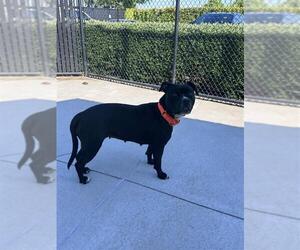 Mint Julep - Female Mutt Dog for Adoption - Photo #2
