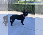 Small #1 Mutt