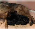Small Photo #11 German Shepherd Dog Puppy For Sale in MERCED, CA, USA