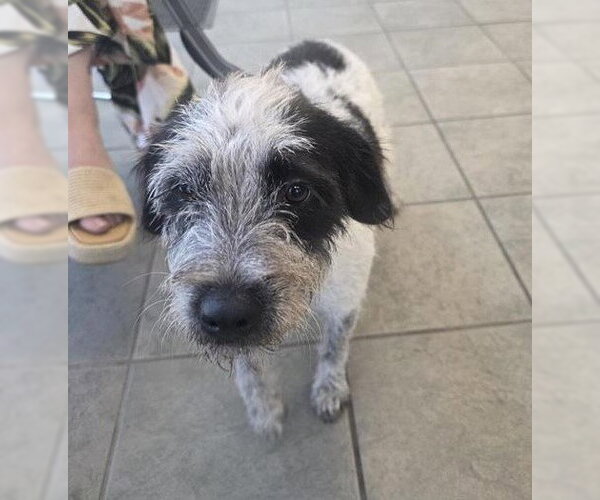 Medium Photo #1 Mutt Puppy For Sale in San Antonio, TX, USA