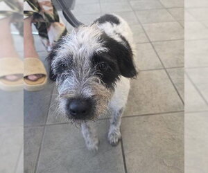 Mutt Dogs for adoption in San Antonio, TX, USA