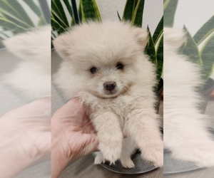 Pomeranian Puppy for sale in ROSEVILLE, CA, USA