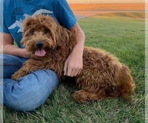 Goldendoodle (Miniature) Litter for sale in HULL, IA, USA