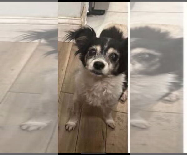 Medium Photo #1 Chihuahua-Unknown Mix Puppy For Sale in Woodbury, NY, USA