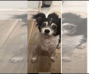 Chihuahua-Unknown Mix Dogs for adoption in Woodbury, NY, USA