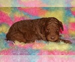 Small #3 Labradoodle