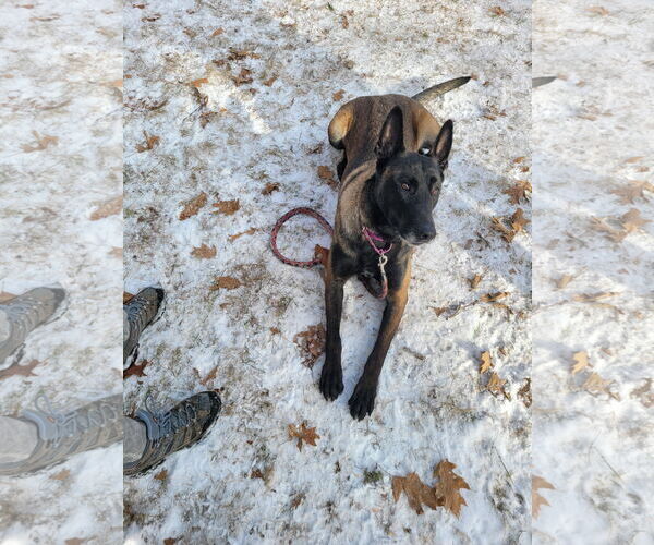 Medium Photo #2 Mutt Puppy For Sale in Stevens Point, WI, USA