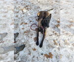 Small #1 Mutt
