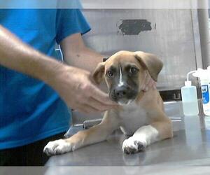 Boxer-Unknown Mix Dogs for adoption in Fayetteville, NC, USA