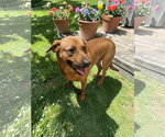 Small #14 Black Mouth Cur Mix