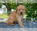 Small Photo #31 Golden Retriever Puppy For Sale in WOLCOTTVILLE, IN, USA