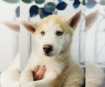 Small Photo #17 Siberian Husky Puppy For Sale in HESPERIA, CA, USA