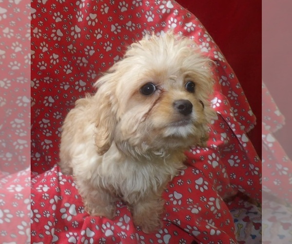 Medium Photo #5 Cavachon Puppy For Sale in PATERSON, NJ, USA