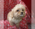Small #4 Cavachon