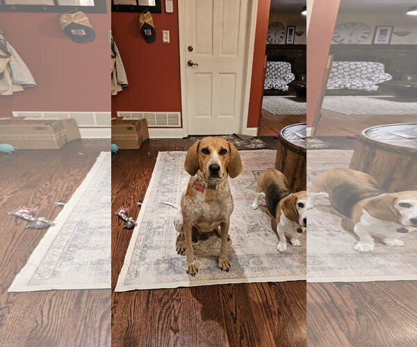 Medium Photo #4 Coonhound-Unknown Mix Puppy For Sale in Plainfield, IL, USA