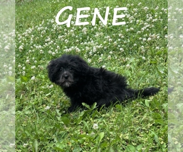 Medium Photo #1 Shih-Poo Puppy For Sale in HARTLAND, MN, USA