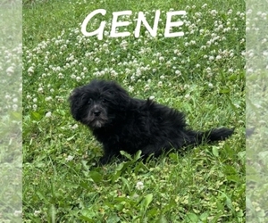 Shih-Poo Puppy for sale in HARTLAND, MN, USA
