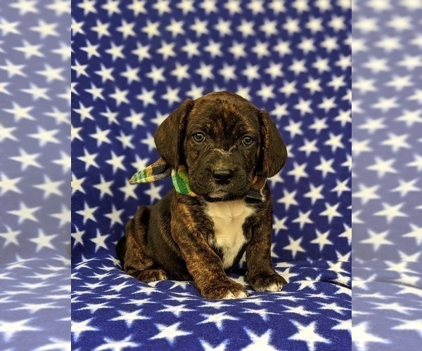 Medium Photo #1 Frengle Puppy For Sale in LINCOLN UNIVERSITY, PA, USA
