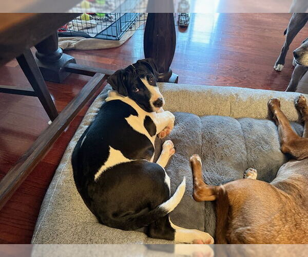 Medium Photo #7 American Staffordshire Terrier-Unknown Mix Puppy For Sale in Fort Collins, CO, USA