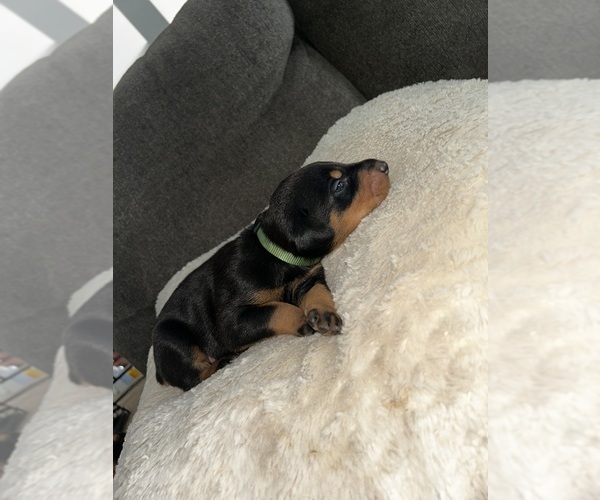 Medium Photo #1 Doberman Pinscher Puppy For Sale in OAK FOREST, IL, USA