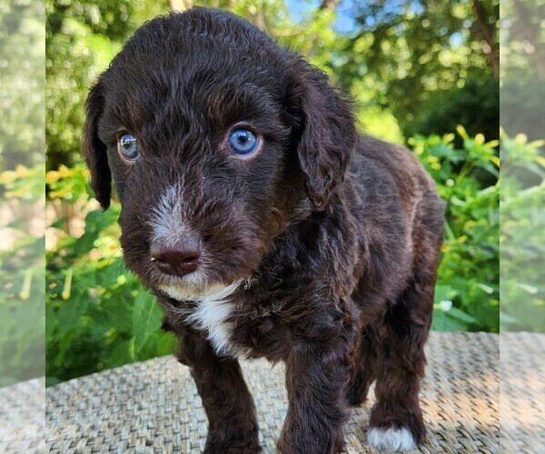 Medium Photo #6 F2 Aussiedoodle Puppy For Sale in COLUMBIA, TN, USA