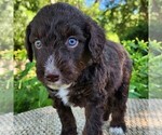 Small #5 F2 Aussiedoodle