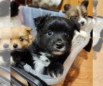 Small Photo #10 Pomeranian Puppy For Sale in St. Louis Park, MN, USA