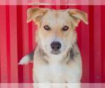 Small #1 Australian Shepherd Mix