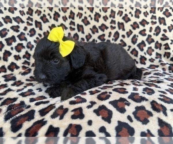Medium Photo #4 Aussiedoodle Miniature  Puppy For Sale in LAKELAND, FL, USA