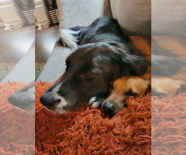 Medium Photo #2 Border Collie-Unknown Mix Puppy For Sale in Rootstown, OH, USA