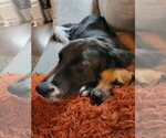 Small #1 Border Collie Mix