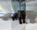 Small #1 Mutt