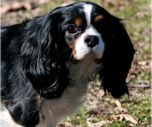 Father of the Cavalier King Charles Spaniel puppies born on 09/04/2022