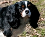 Small Photo #1 Cavalier King Charles Spaniel Puppy For Sale in FRESNO, OH, USA