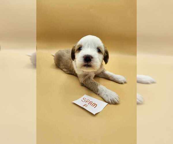 Medium Photo #2 Tibetan Terrier Puppy For Sale in DORENA, OR, USA