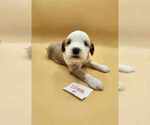 Small Photo #2 Tibetan Terrier Puppy For Sale in DORENA, OR, USA