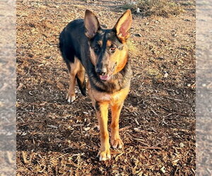 German Shepherd Dog Dogs for adoption in Denver, CO, USA