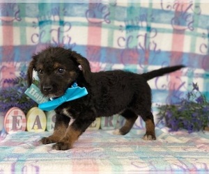 Shih Tzu-YorkiePoo Mix Puppy for sale in LANCASTER, PA, USA