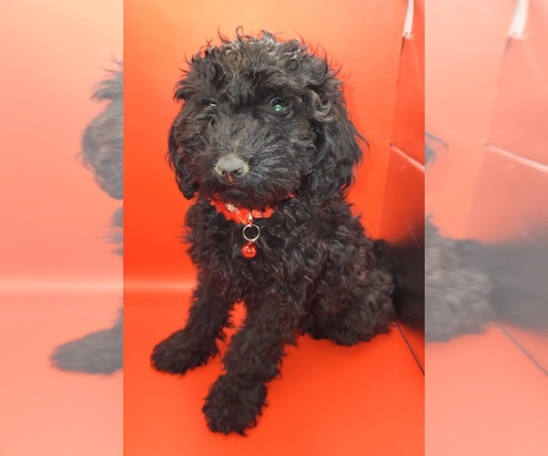 Medium Photo #10 Poodle (Miniature) Puppy For Sale in BLUE MOUND, TX, USA
