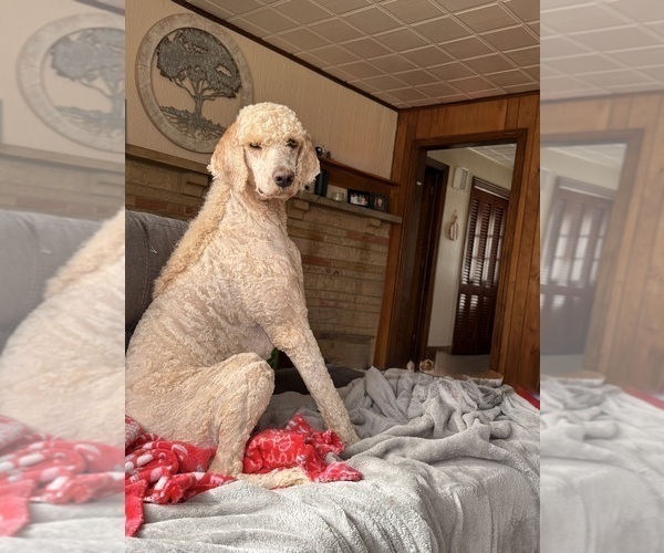 Medium Photo #1 English Cream Golden Retriever-Poodle (Standard) Mix Puppy For Sale in MILLERSBURG, OH, USA