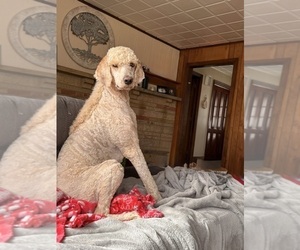 Father of the English Cream Golden Retriever-Poodle (Standard) Mix puppies born on 01/16/2026