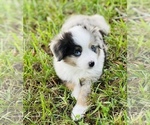Small Photo #14 Miniature Australian Shepherd Puppy For Sale in ANTHONY, FL, USA
