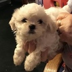 Puppy 2 Shih Tzu