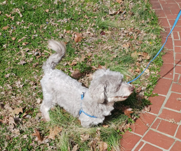 Medium Photo #1 Havanese Puppy For Sale in WINSTON SALEM, NC, USA