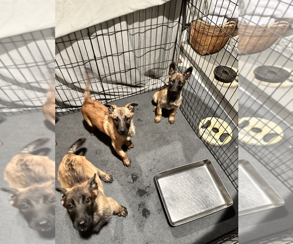 Medium Photo #5 Belgian Malinois Puppy For Sale in SIMI VALLEY, CA, USA