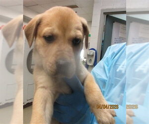 Mutt Dogs for adoption in Oklahoma City, OK, USA