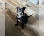 Small American Pit Bull Terrier Mix