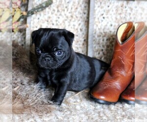 Pug Puppy for sale in FREDERICKSBRG, PA, USA