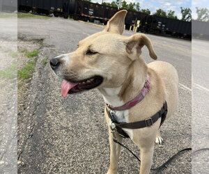 Kitchen - Female Mutt Dog for Adoption - Photo #32