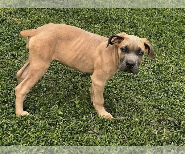 Medium Photo #8 Cane Corso Puppy For Sale in FREDERICKSBURG, VA, USA
